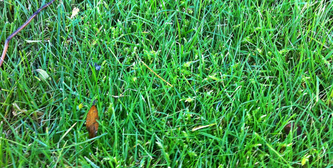 Przyczyny powstania i rozwoju mchu na trawniku